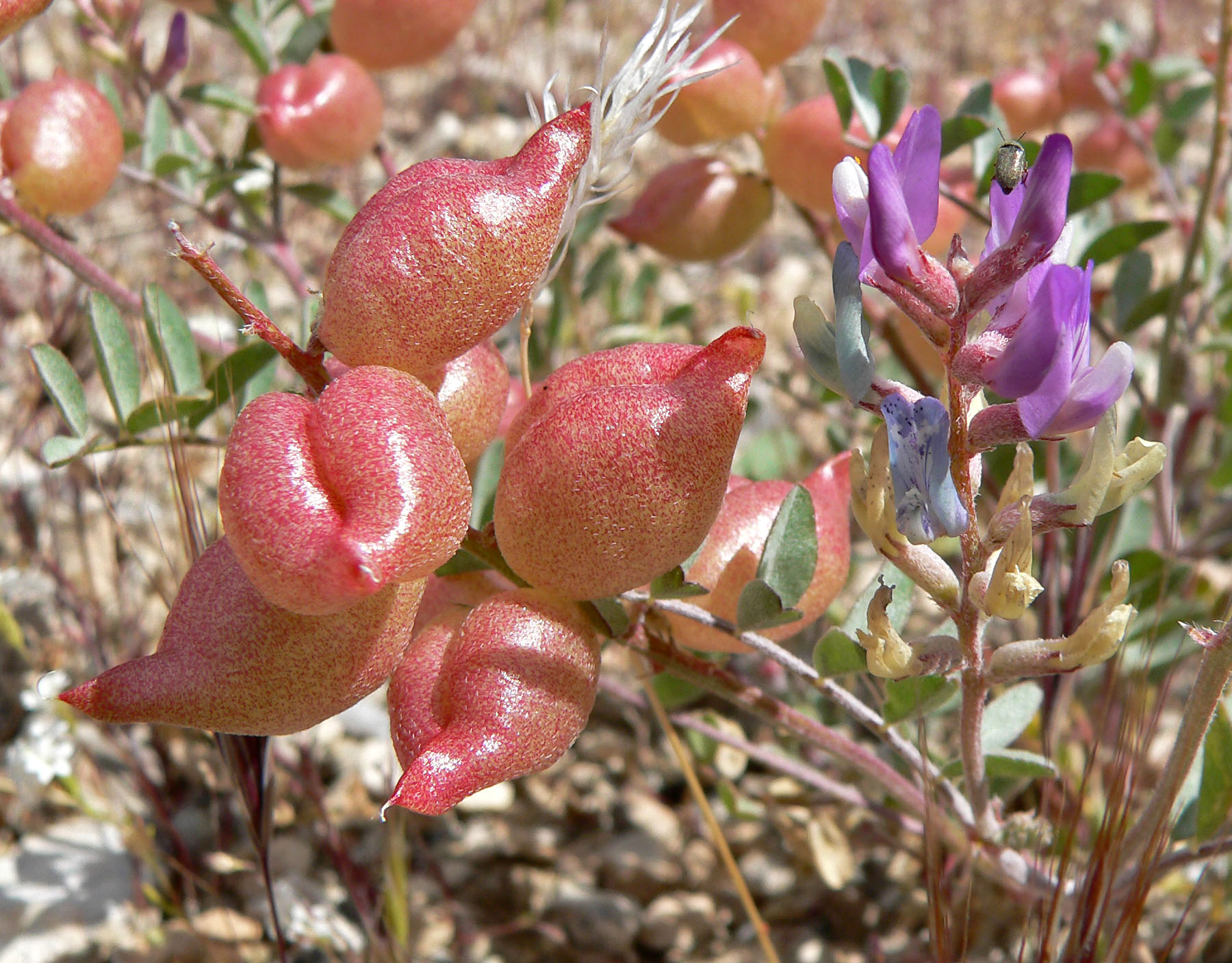 Freckled Milk Vetch (Astragalus lentiginosus) plant