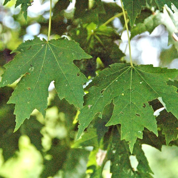 Freeman maple (Acer freemanii 'Marmo') plant — close-up photo