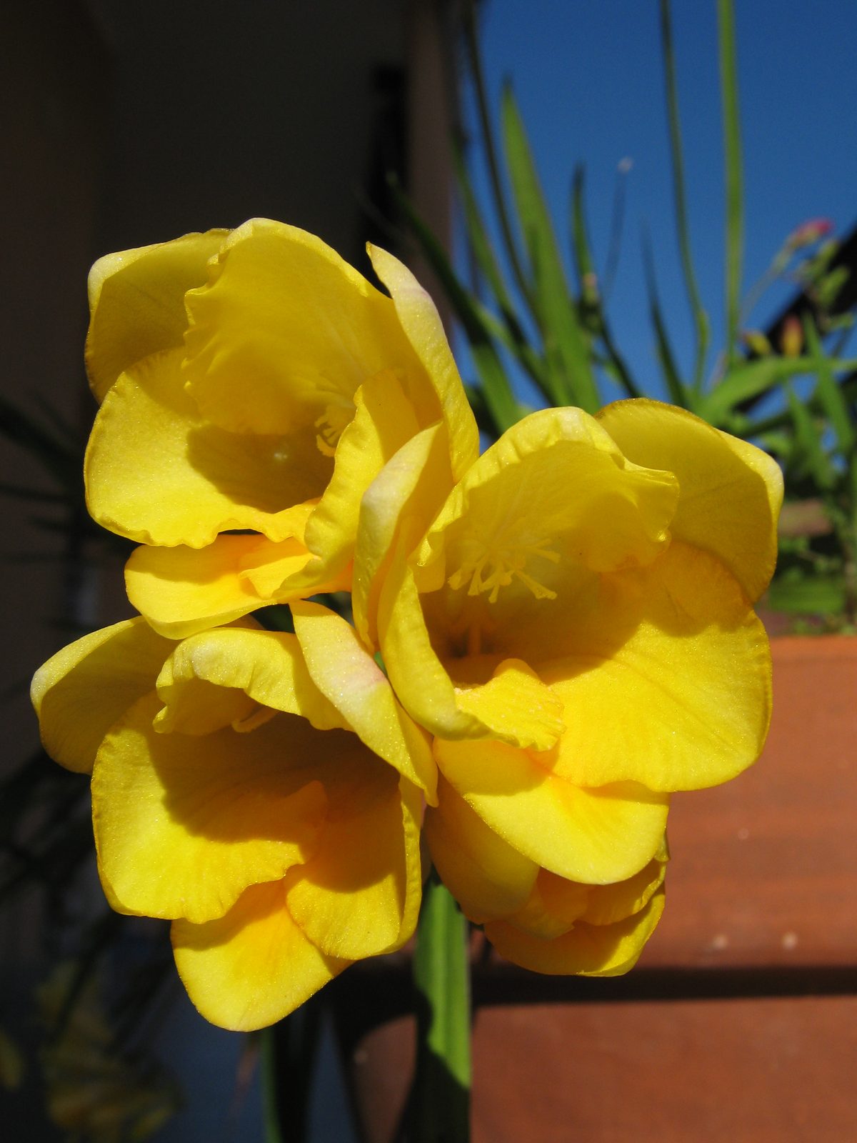 Freesia (Freesia refracta) plant