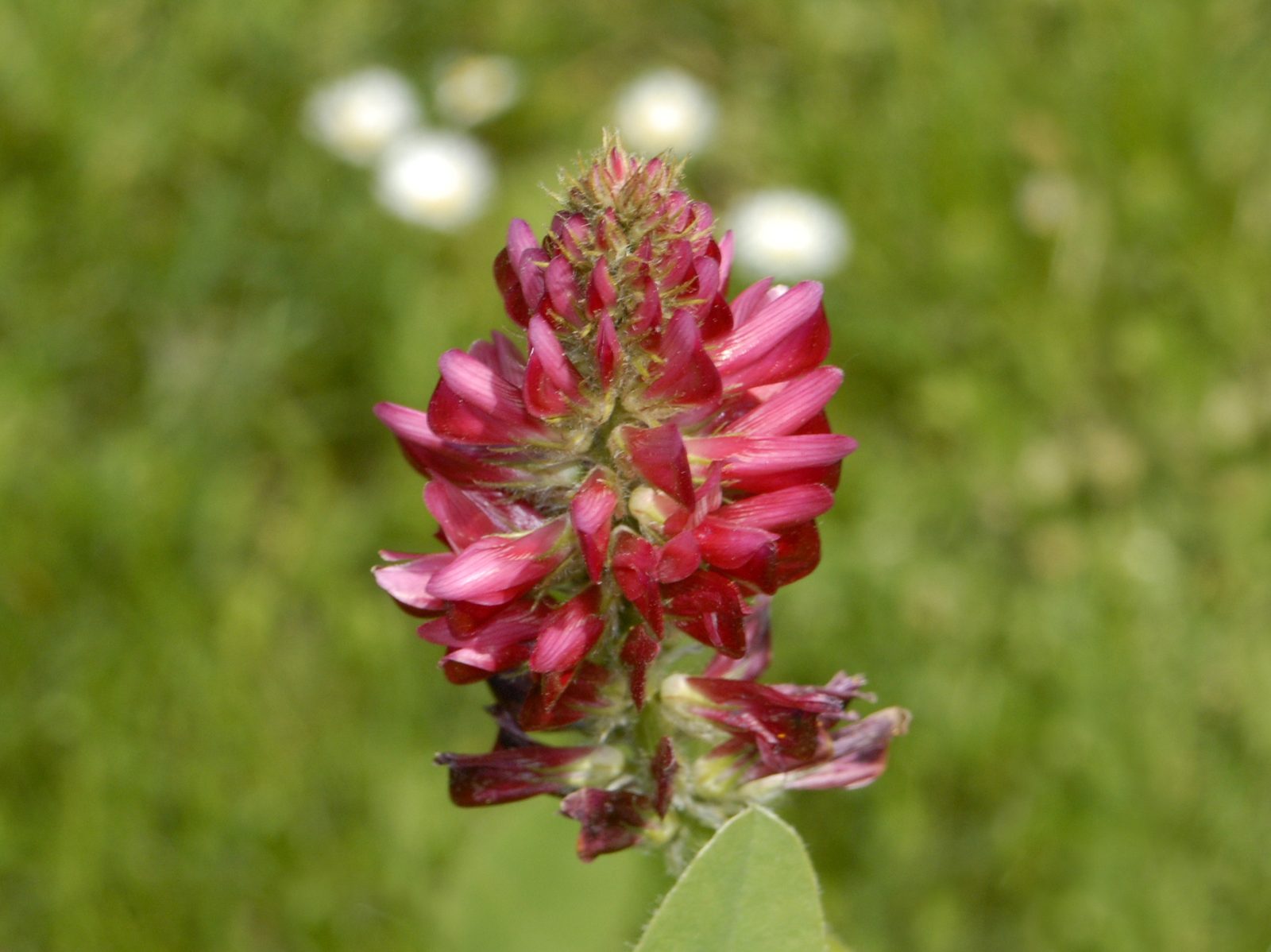 French Honeysuckle (Hedysarum coronarium) plant