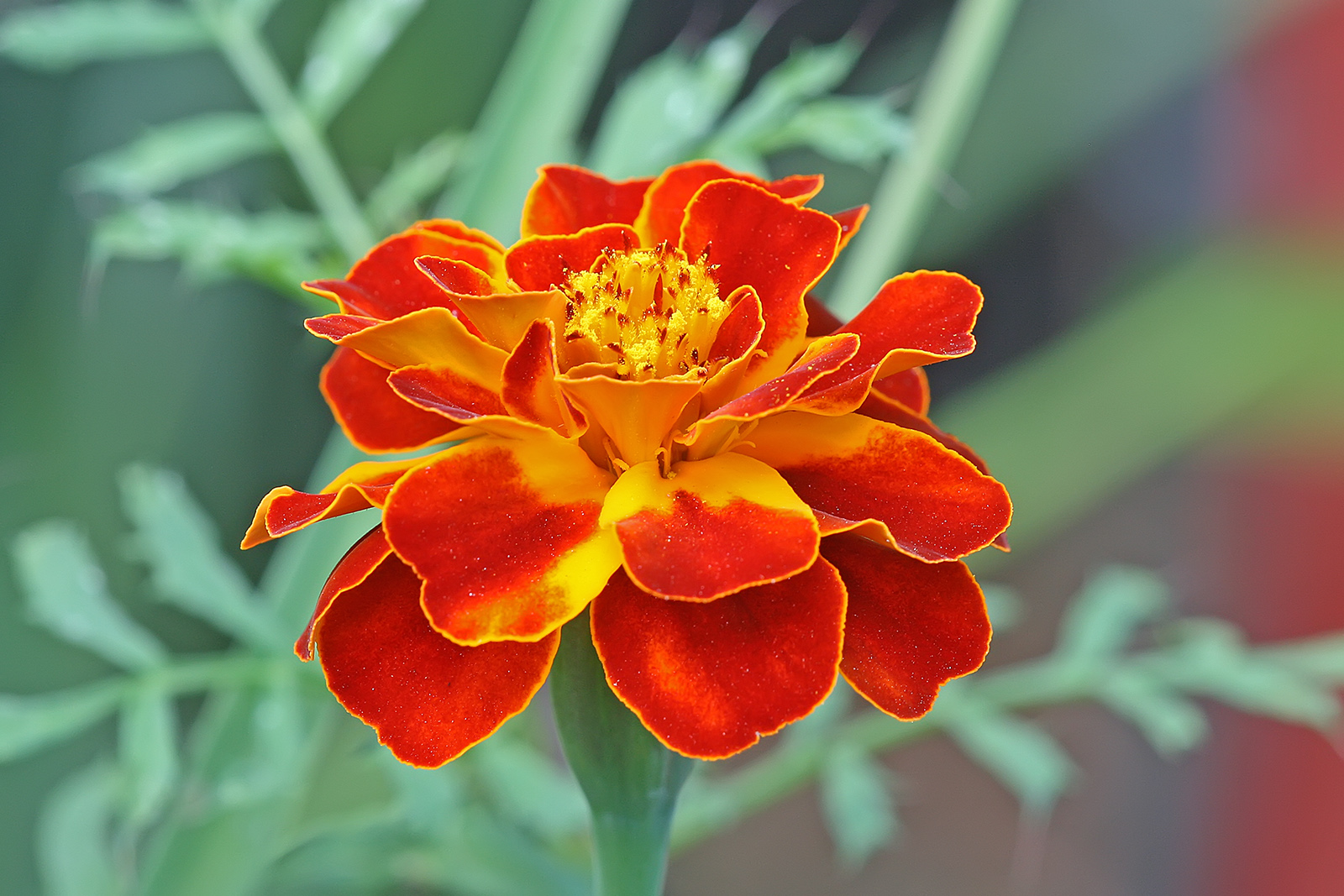 French Marigold (Tagetes patula) plant