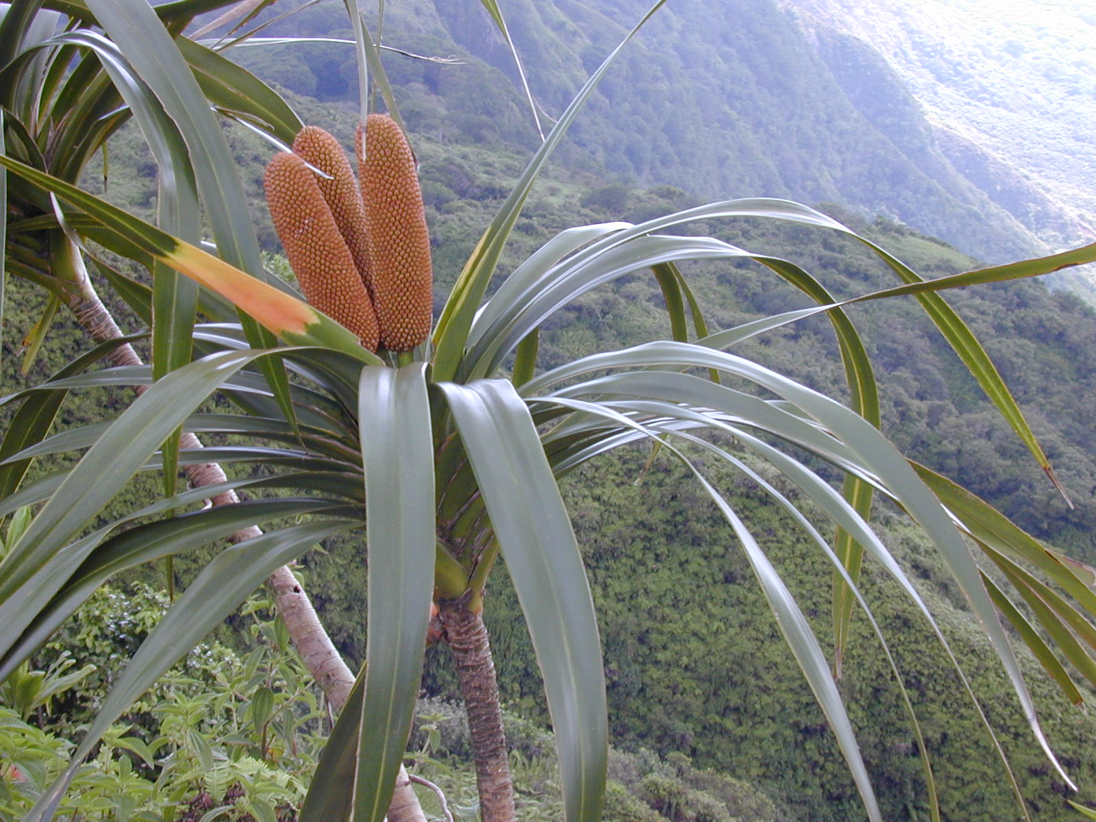 Climbing Pandanus (Freycinetia spp.) plant