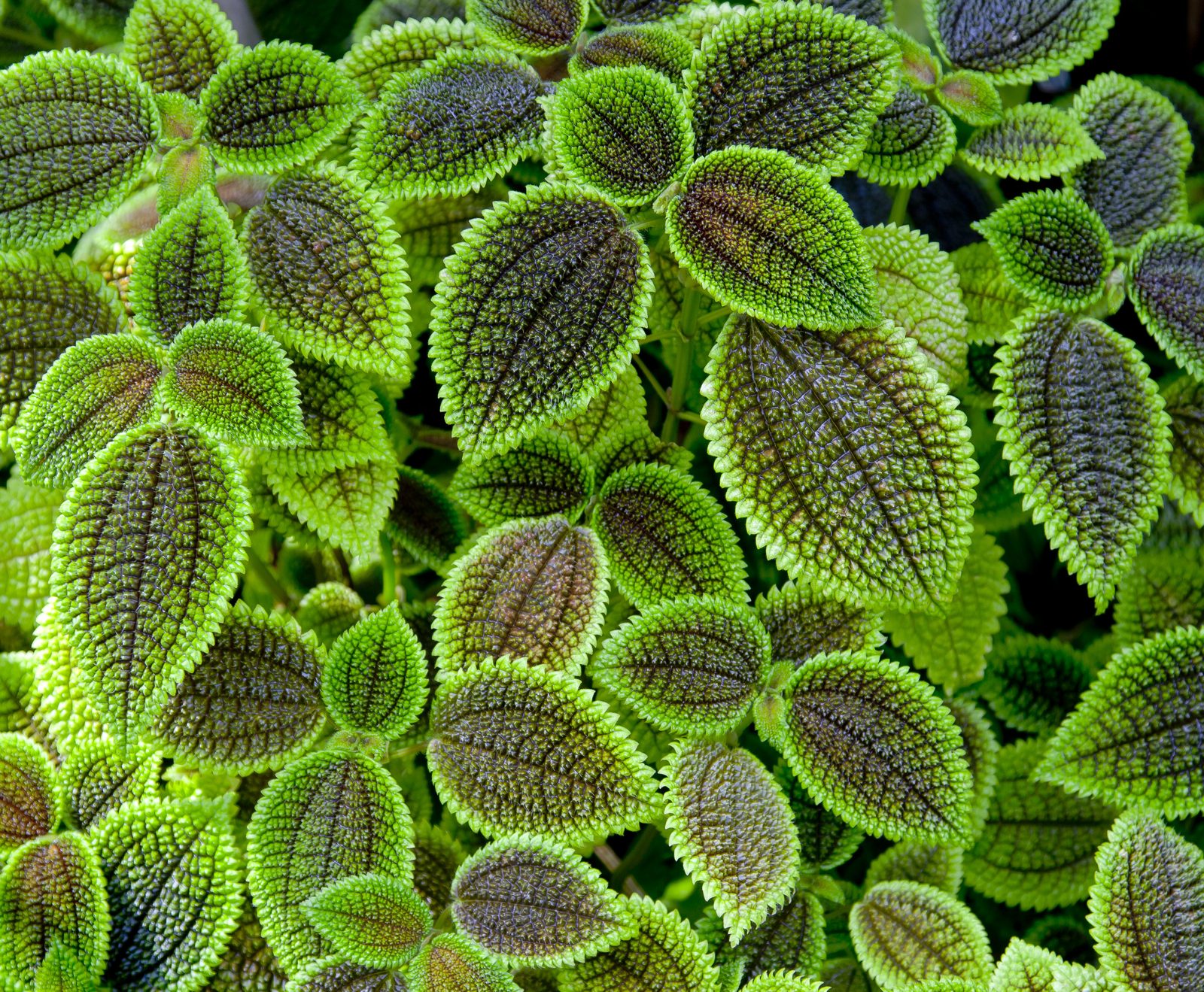 Friendship Plant (Pilea involucrata) plant