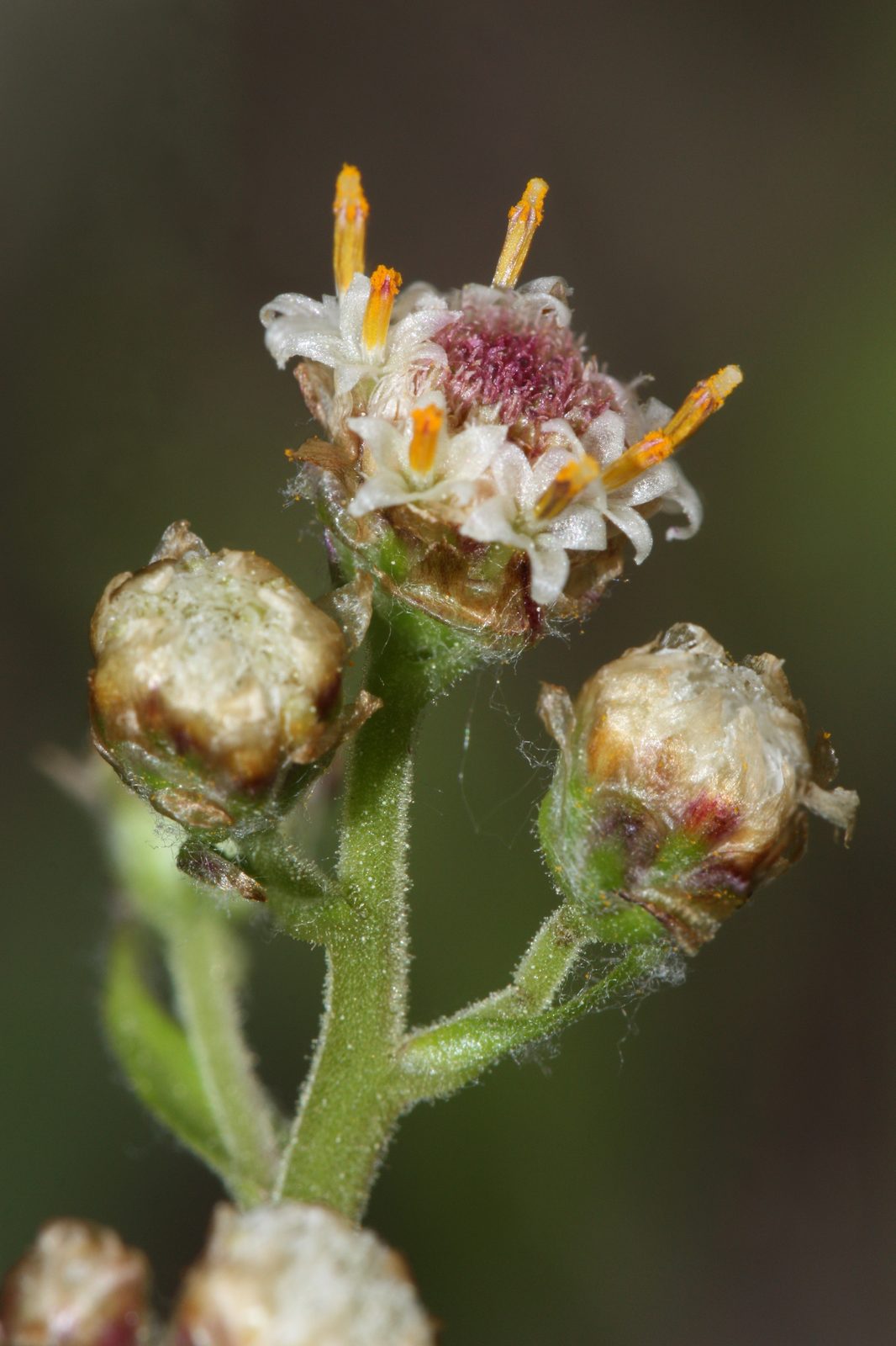 Fries Pussytoes (Antennaria friesiana) plant