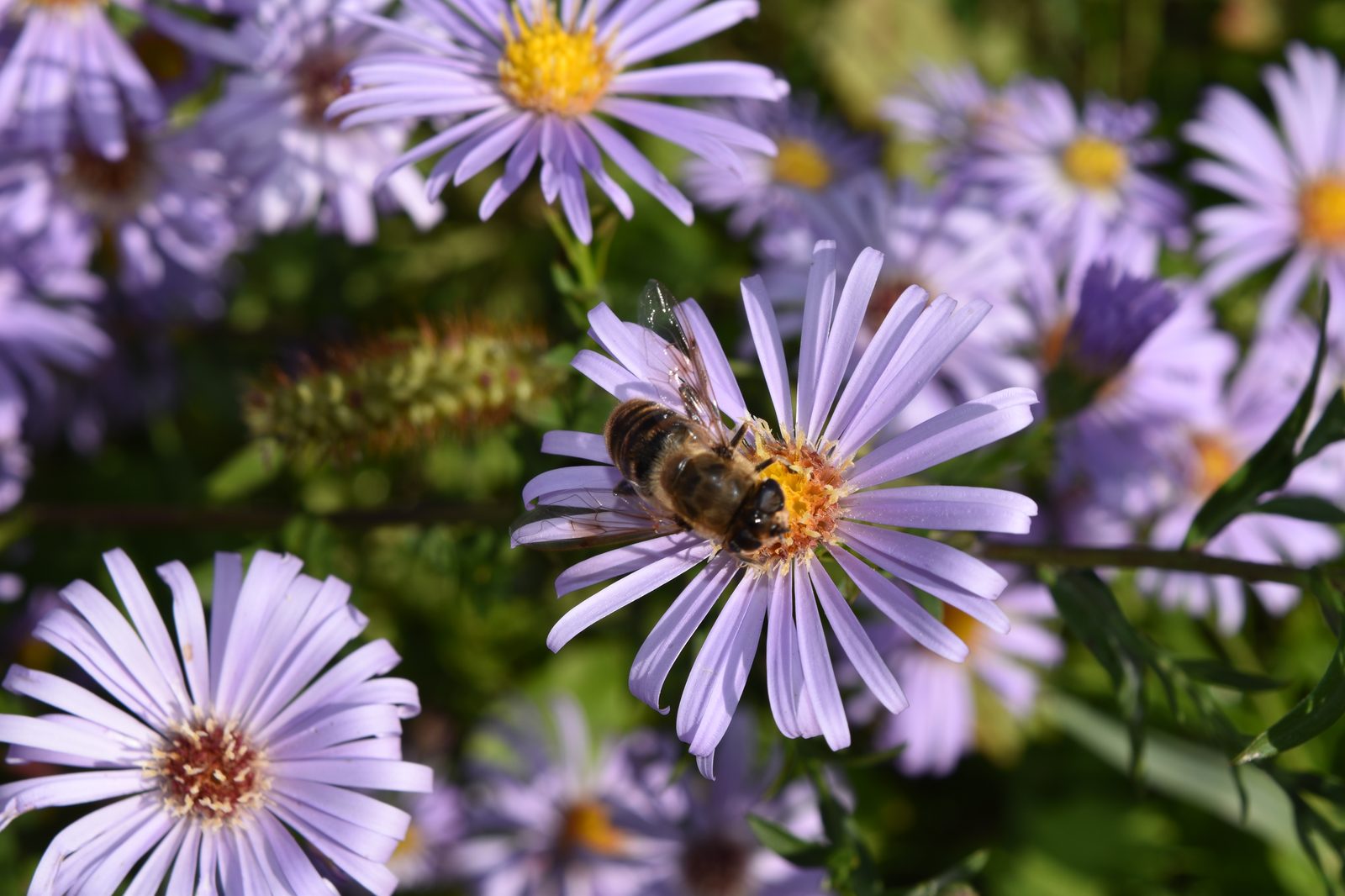 Frikart Aster (Aster × frikartii) plant