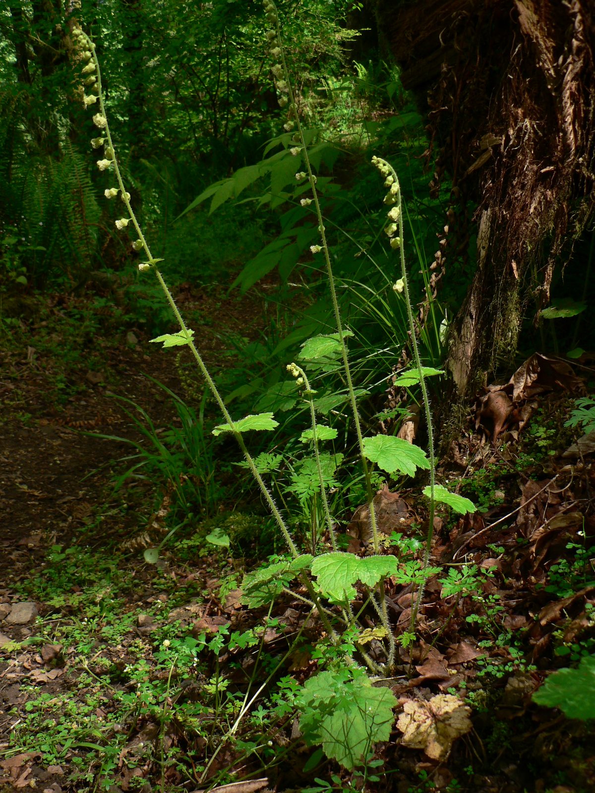 Fringe Cup (Tellima grandiflora) plant