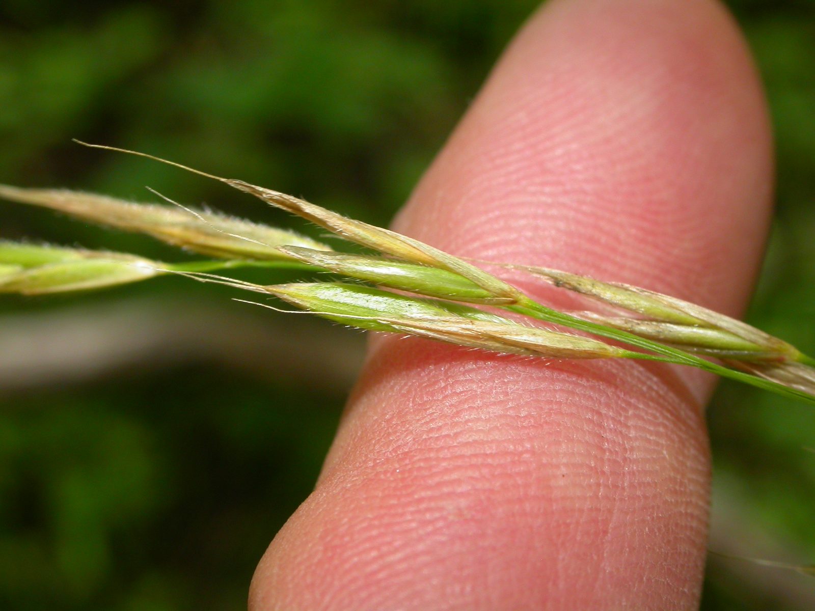 Fringed Brome (Bromus ciliatus) plant