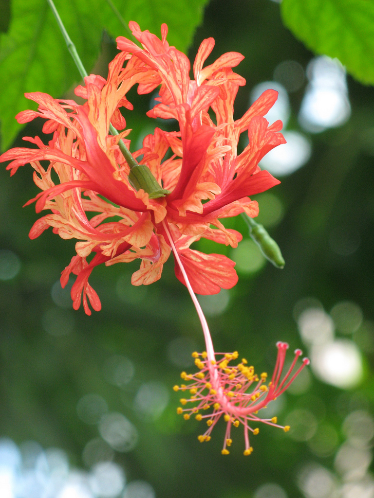 Fringed Rosemallow (Hibiscus schizopetalus) plant
