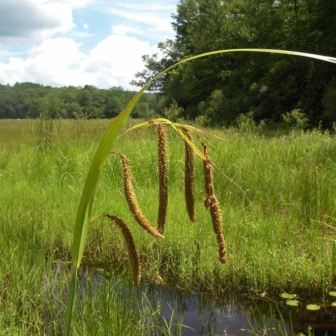 fringed sedge (Carex crinita) plant — close-up photo
