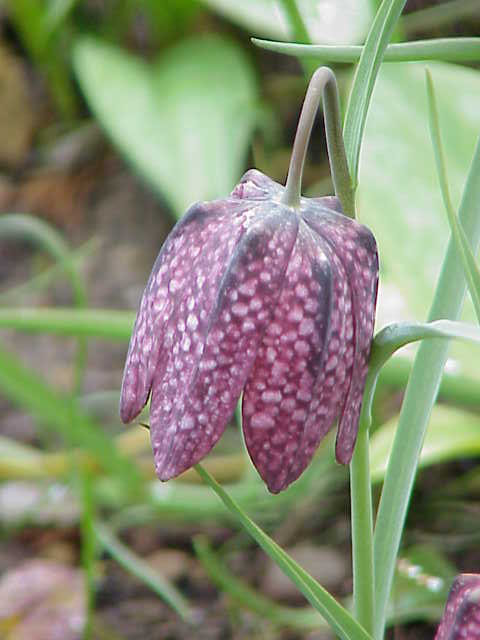 Fritillary (Fritillaria spp.) plant