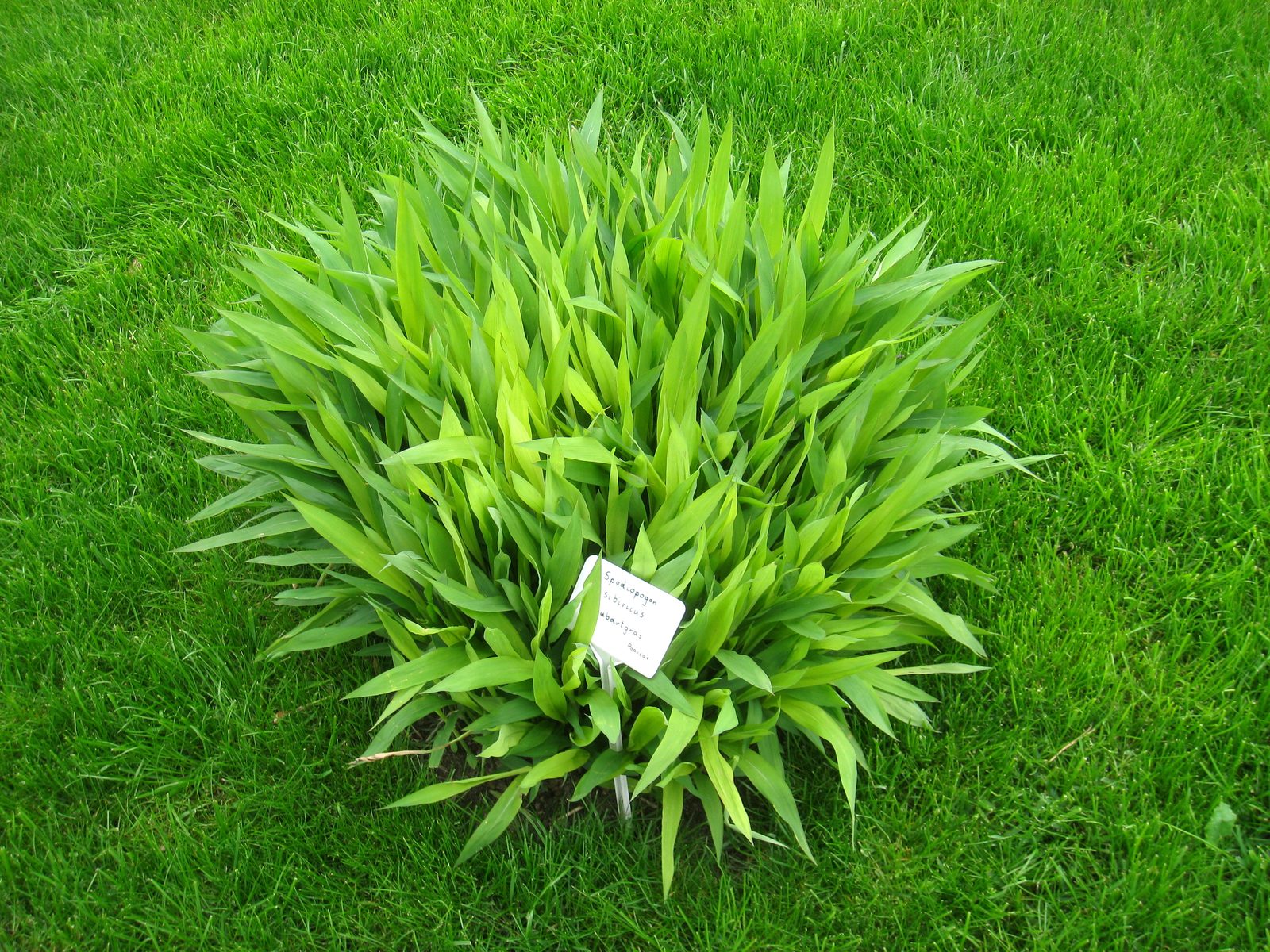 Frost Grass (Spodiopogon sibiricus) plant