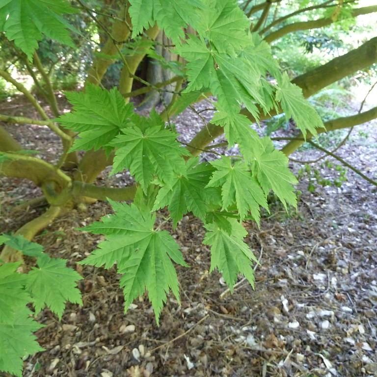 Fullmoon Maple (Acer japonicum) plant
