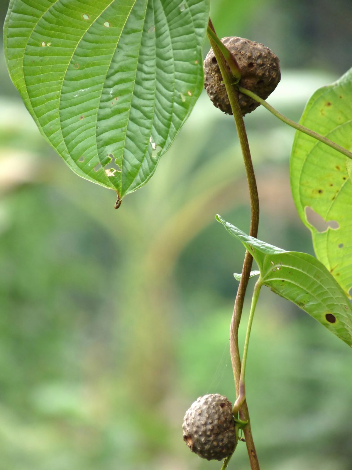 Gaga Imo (Dioscorea bulbifera 'Gaga Imo') plant
