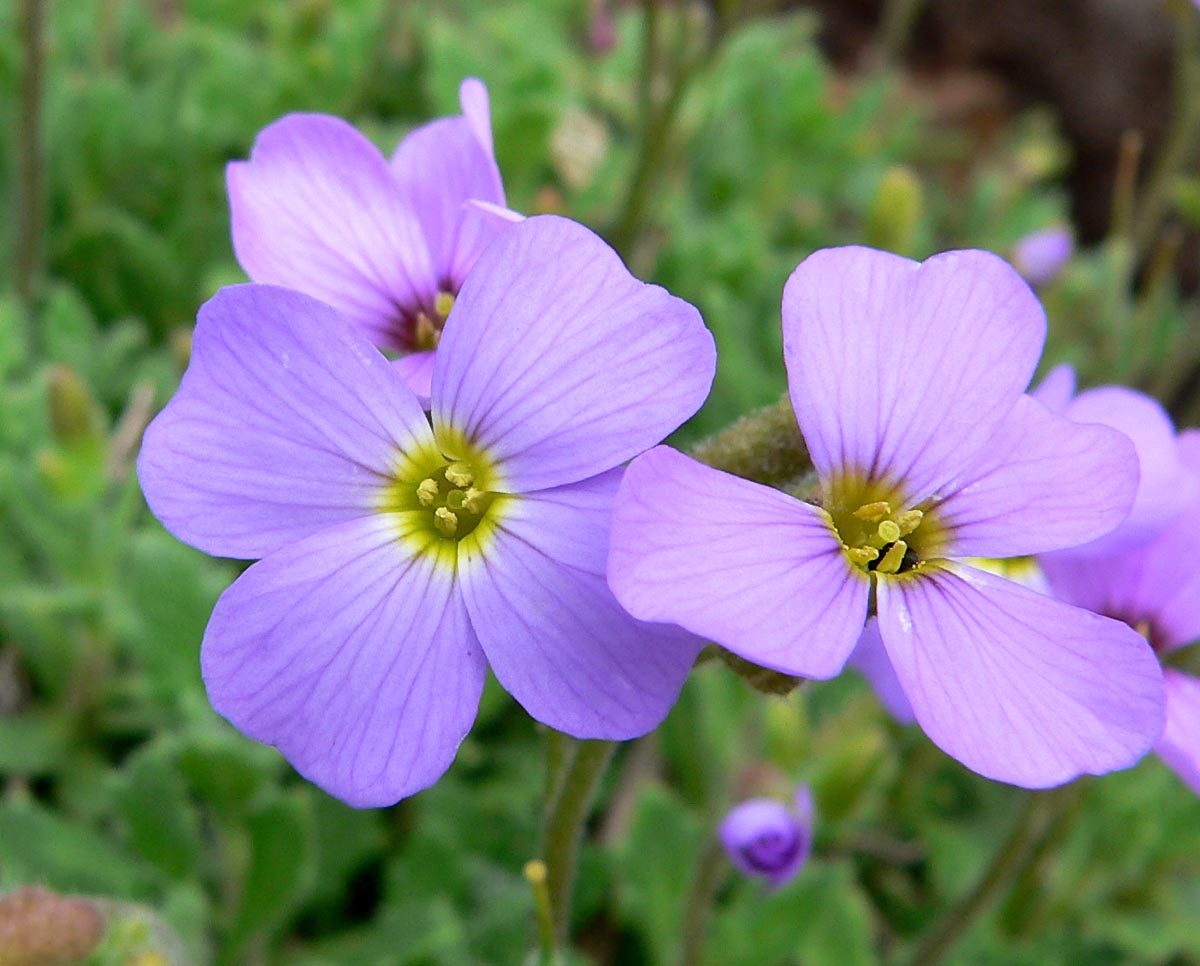 Garden Aubrieta (Aubrieta deltoidea) plant