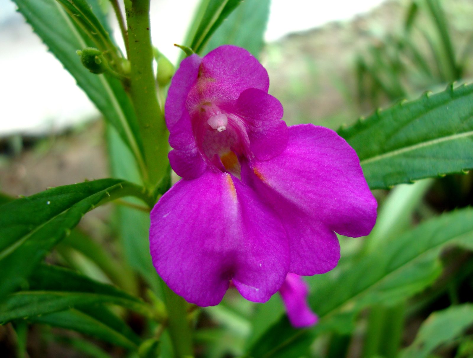 Garden Balsam (Impatiens balsamina) plant