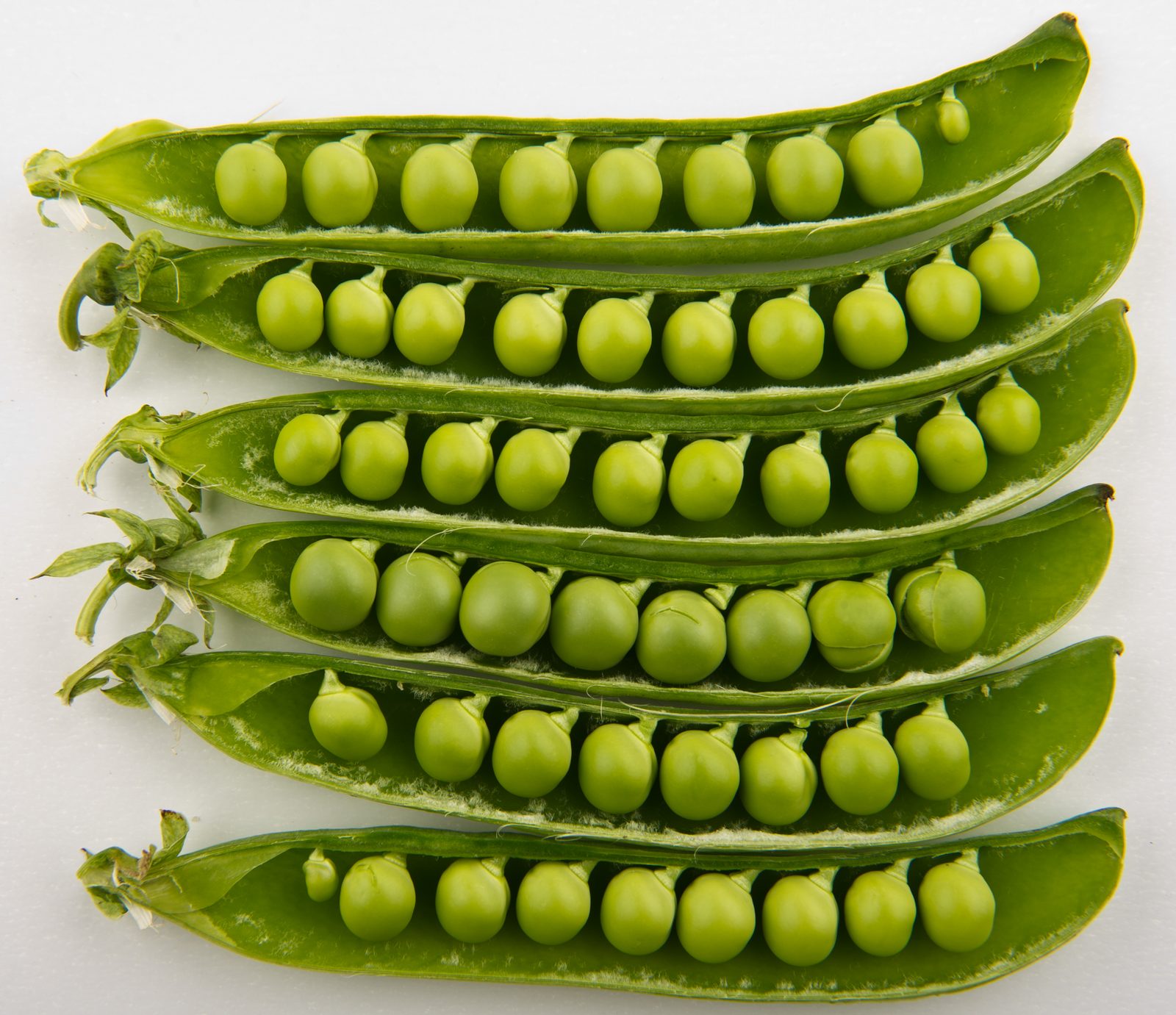 Garden Pea (Pisum sativum) plant
