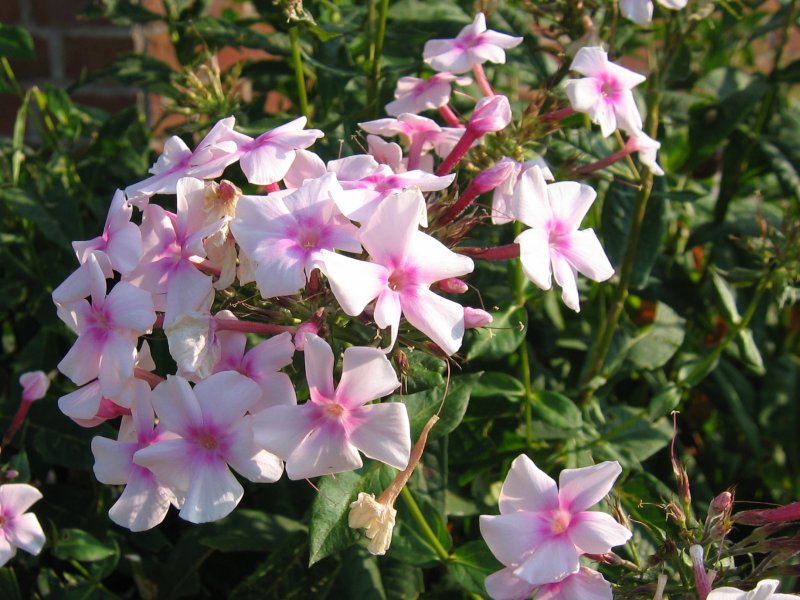 Garden Phlox (Phlox paniculata) plant