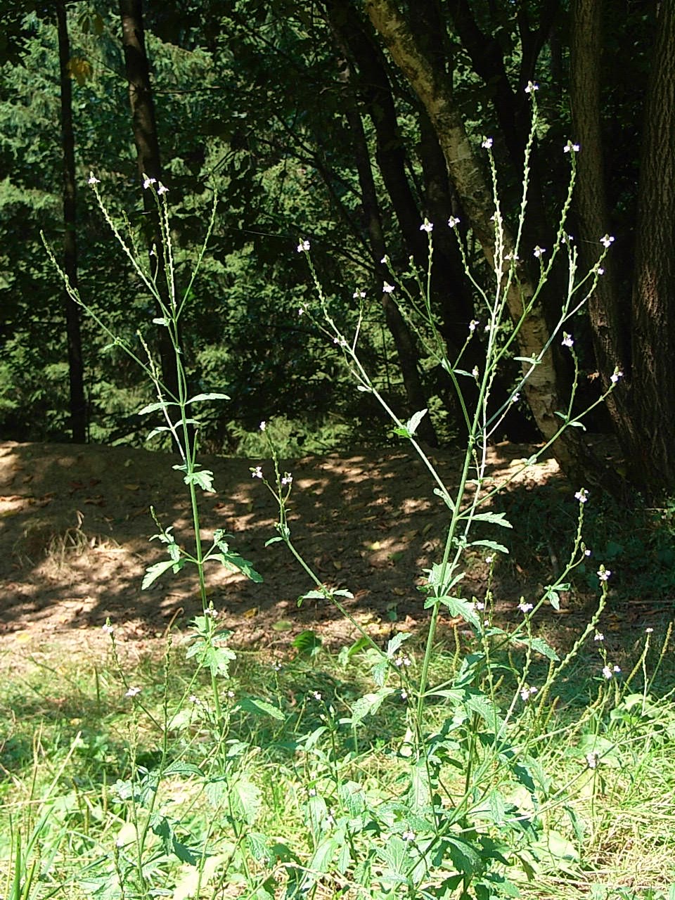 Garden Verbena (Verbena × hybrida) plant