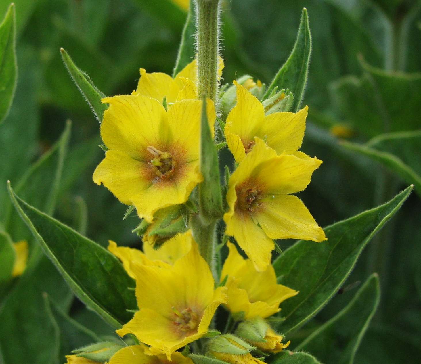 Garden Yellow Loosestrife (Lysimachia punctata) plant