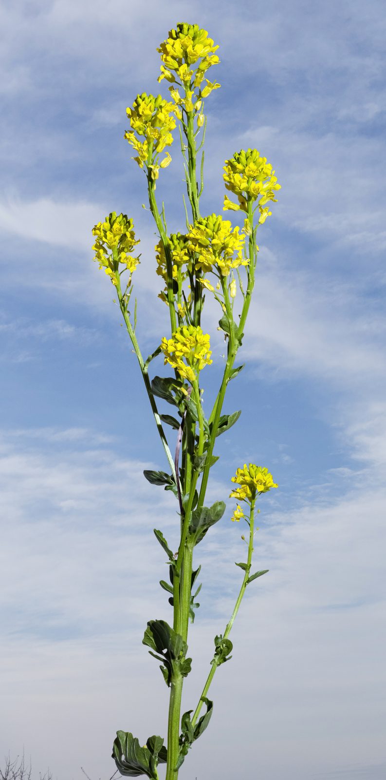 Garden Yellowrocket (Barbarea vulgaris) plant