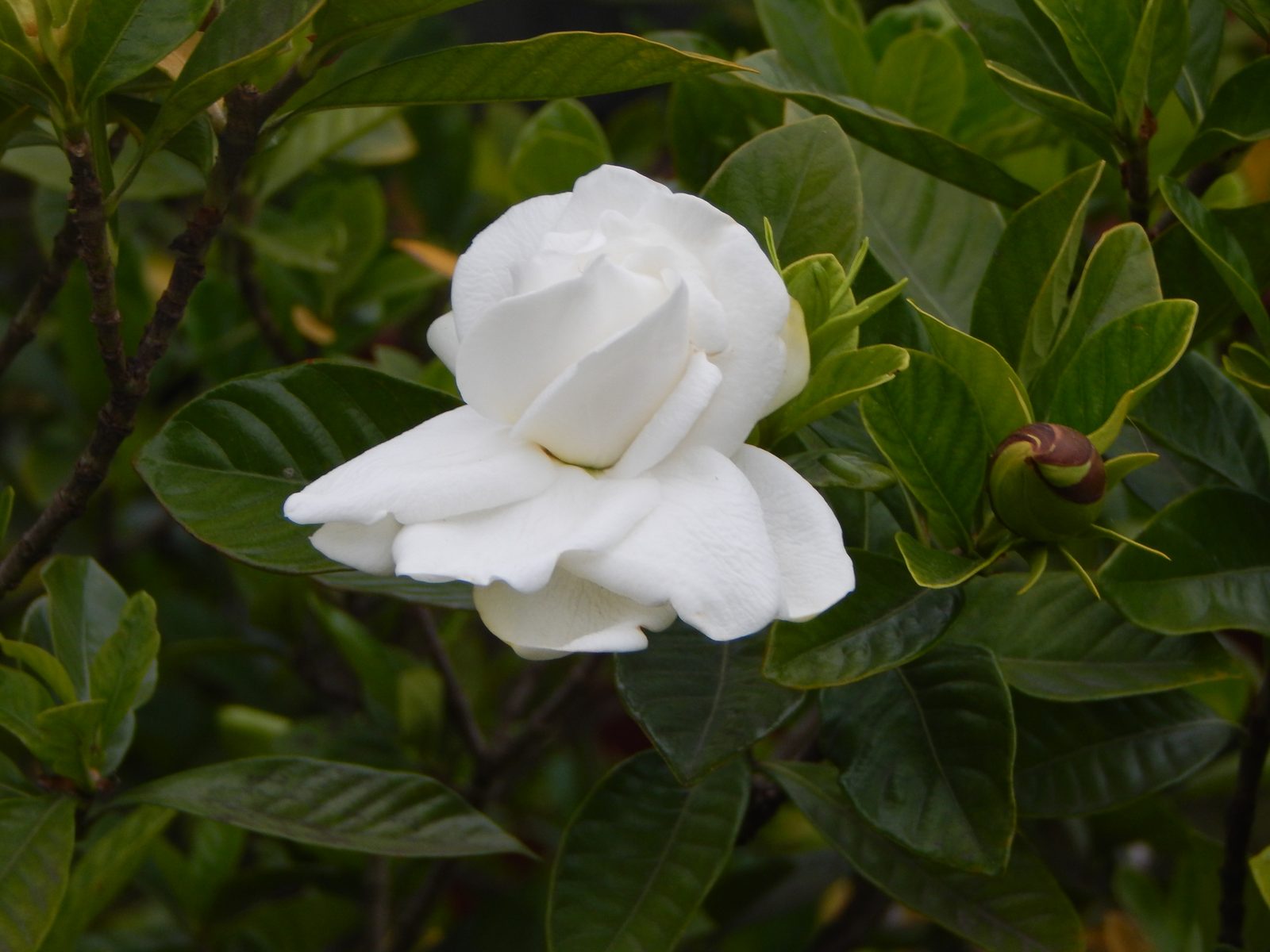 Gardenia (Gardenia jasminoides) plant