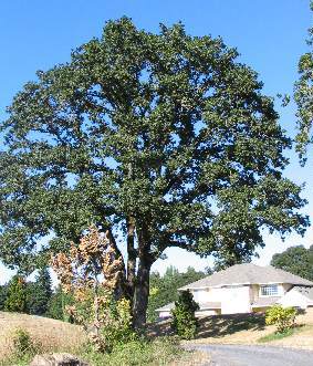 Garry Oak (Quercus garryana) plant