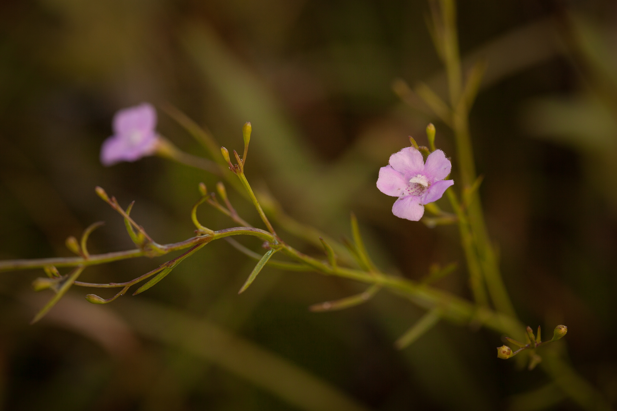Gattinger's Agalinis (Agalinis gattingeri) plant