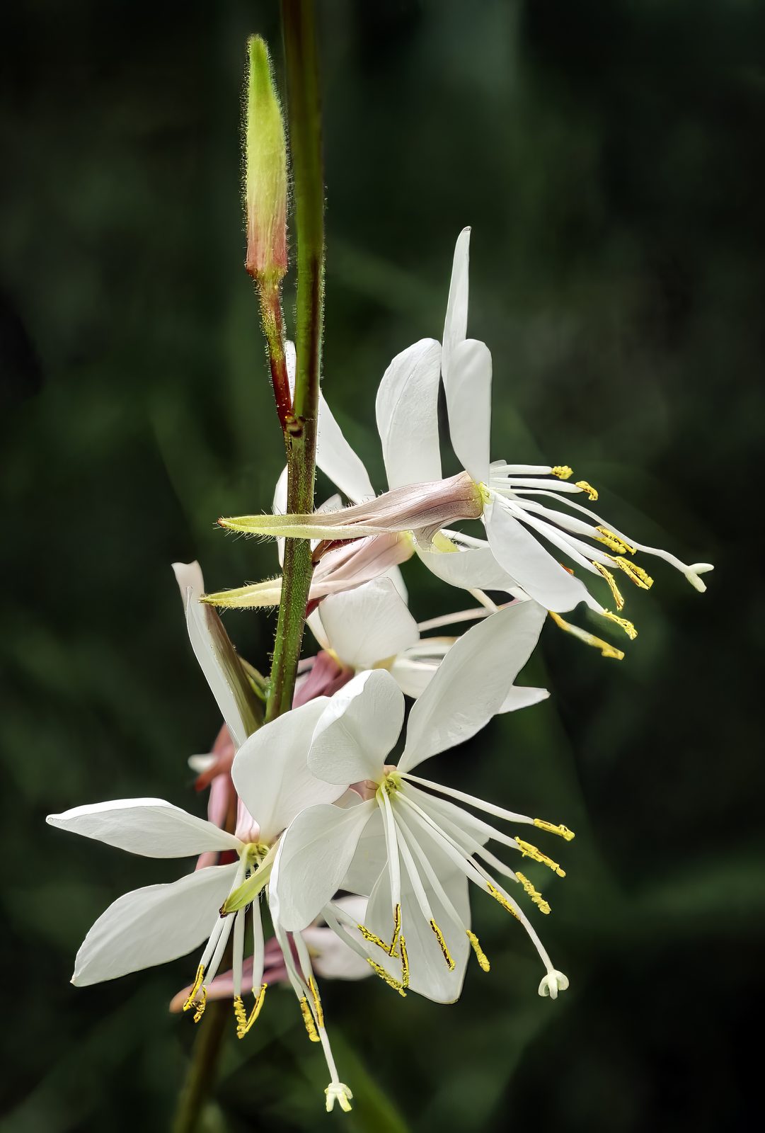 Gaura (Oenothera lindheimeri) plant