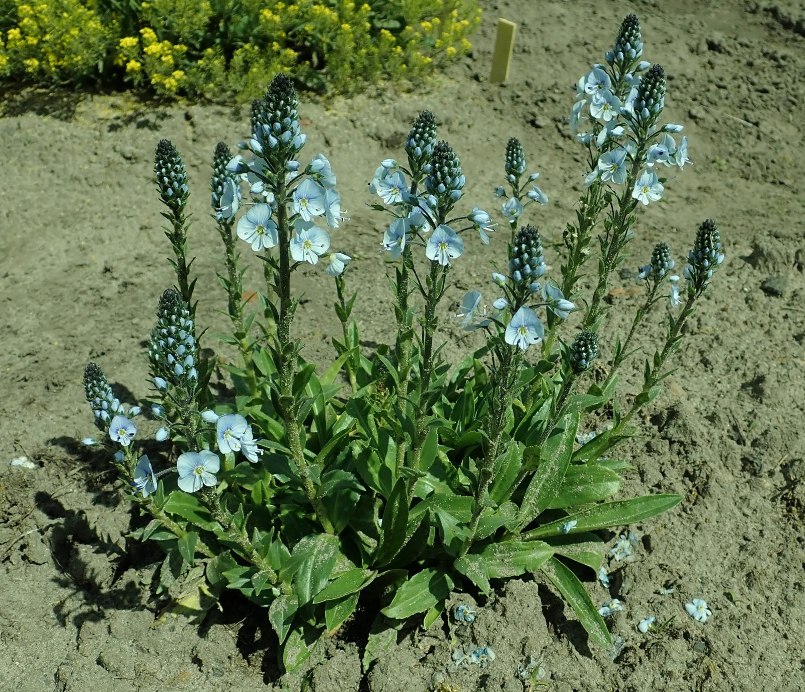 Gentian Speedwell (Veronica gentianoides) plant