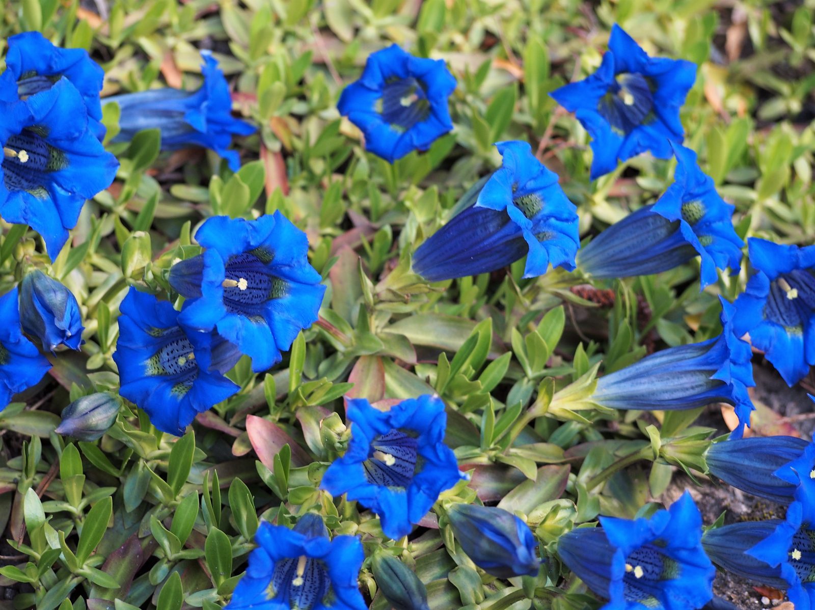 Gentian (Gentiana acaulis) plant