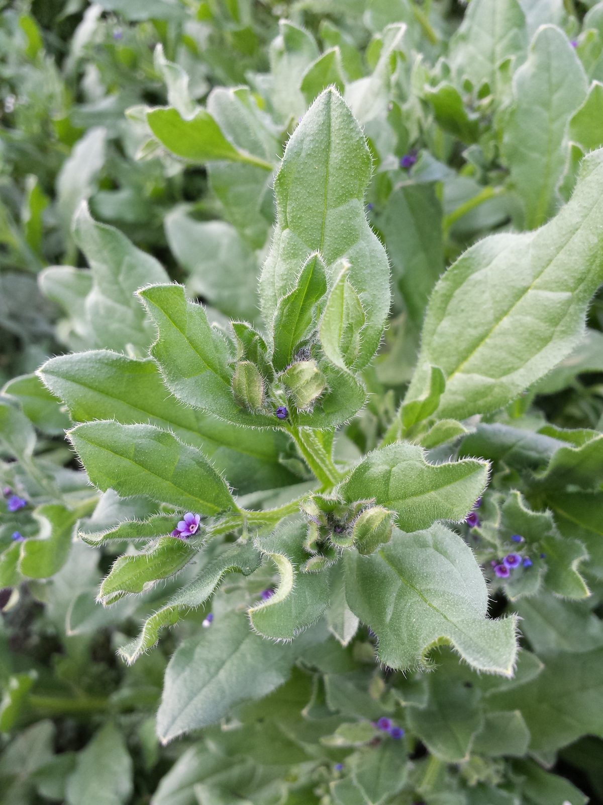 German Madwort (Asperugo procumbens) plant