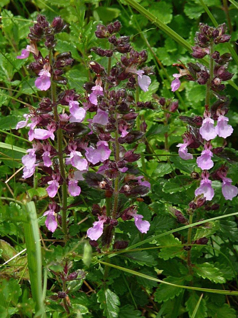 Germander (Teucrium chamaedrys) plant