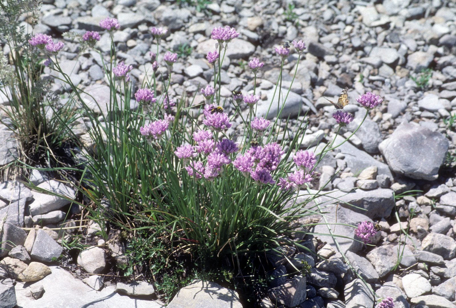 Geyer's Onion (Allium geyeri) plant