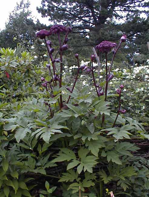Giant Angelica (Angelica gigas) plant