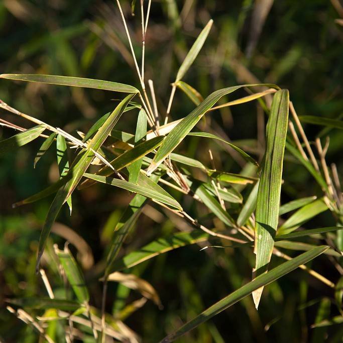 giant cane bamboo (Arundinaria gigantea) plant — close-up photo