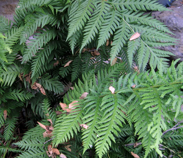 Giant Chain Fern (Woodwardia fimbriata) plant