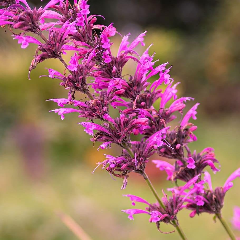 giant hyssop (Agastache 'Ava') plant — close-up photo