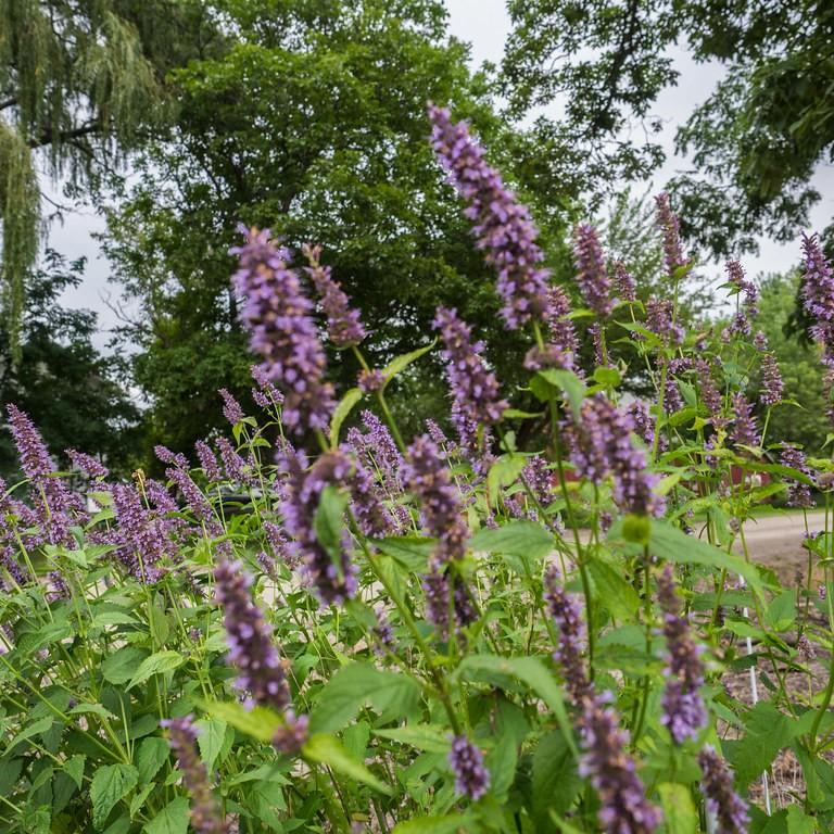 giant hyssop (Agastache 'Black Adder') plant — close-up photo