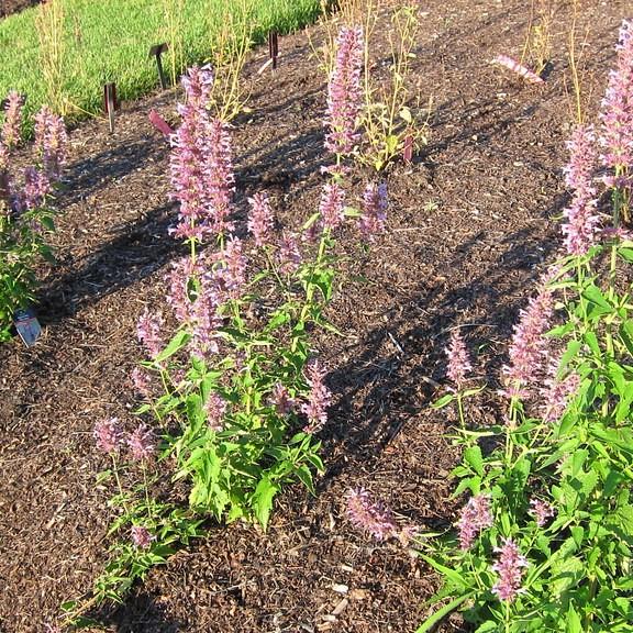 giant hyssop (Agastache 'Blue Boa') plant — close-up photo