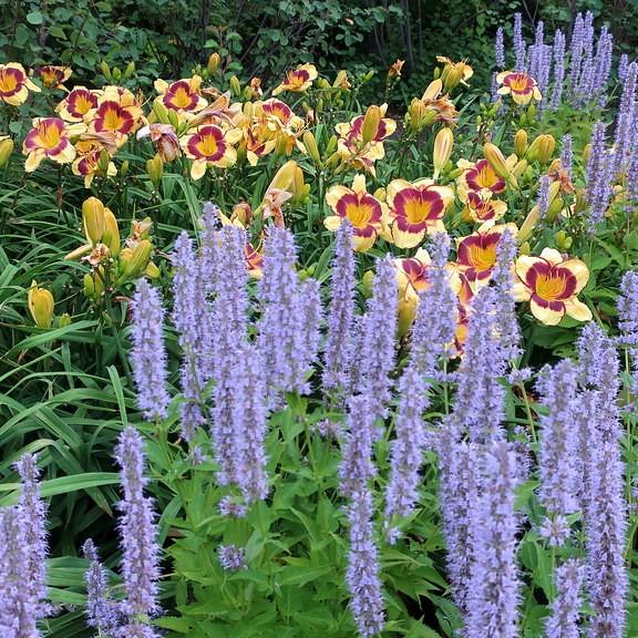 giant hyssop (Agastache 'Blue Fortune') plant — close-up photo