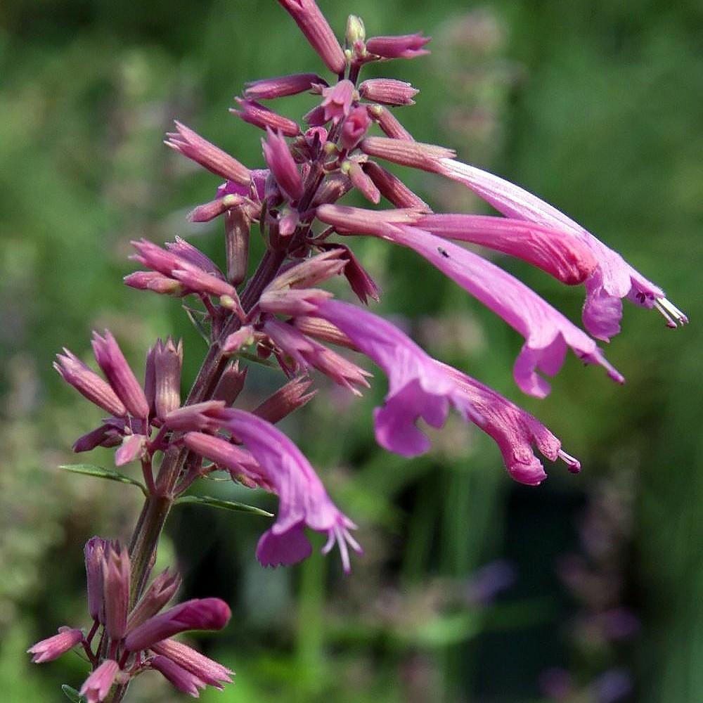 giant hyssop (Agastache 'Bolero') plant — close-up photo