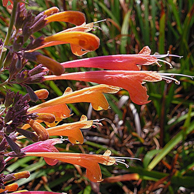 giant hyssop (Agastache 'Firebird') plant — close-up photo