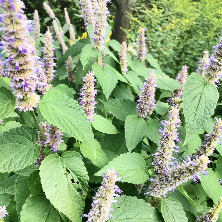 giant hyssop (Agastache 'Garden Leader Blue') plant — close-up photo