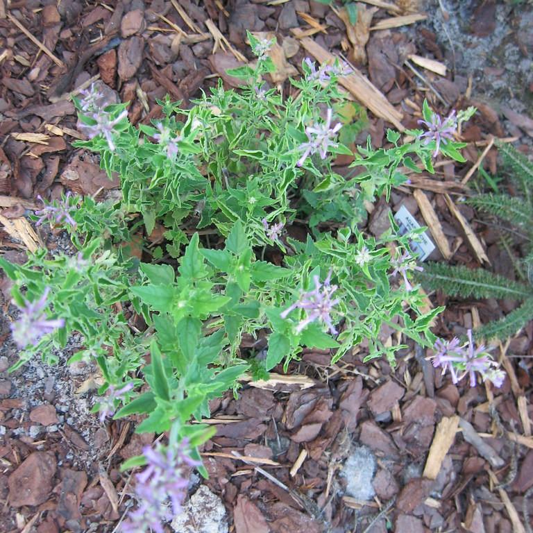 giant hyssop (Agastache 'Pink Pop') plant — close-up photo
