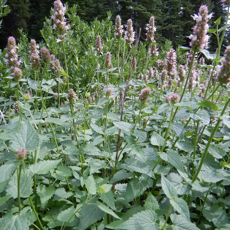 giant hyssop (Agastache 'Purple Haze') plant — close-up photo