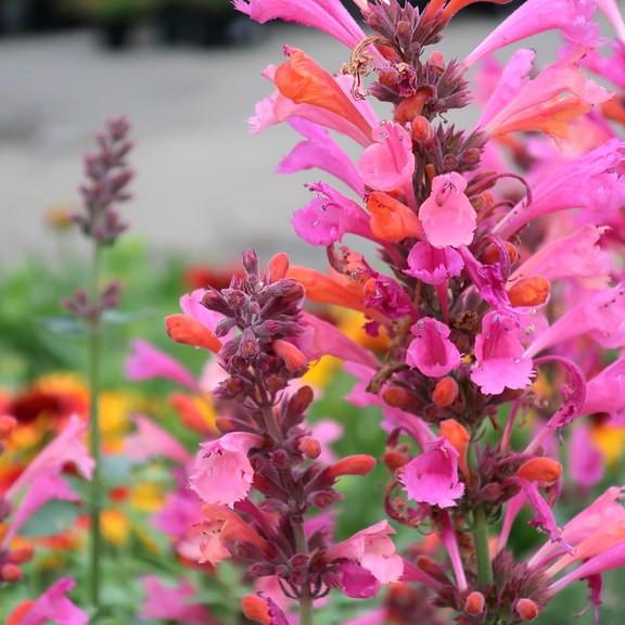 giant hyssop (Agastache 'Summer Love') plant — close-up photo