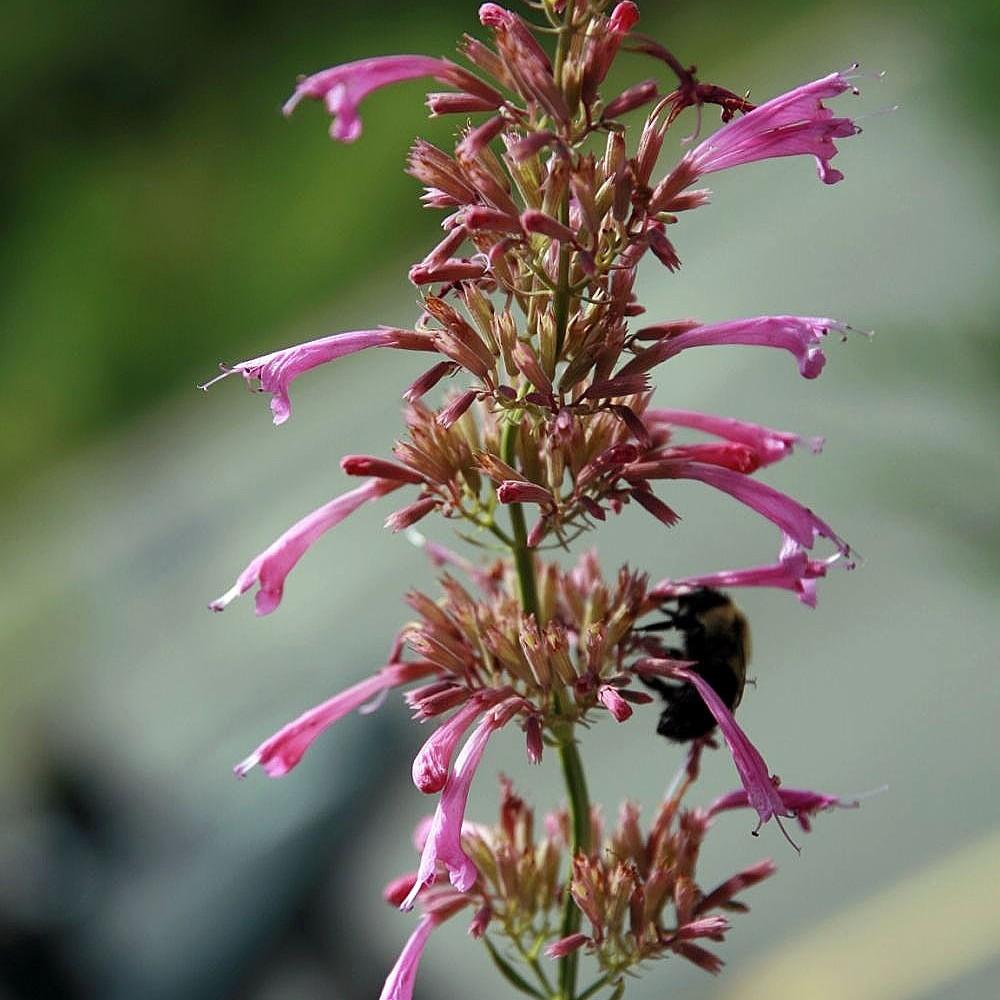 giant hyssop (Agastache 'Tutti-frutti') plant — close-up photo