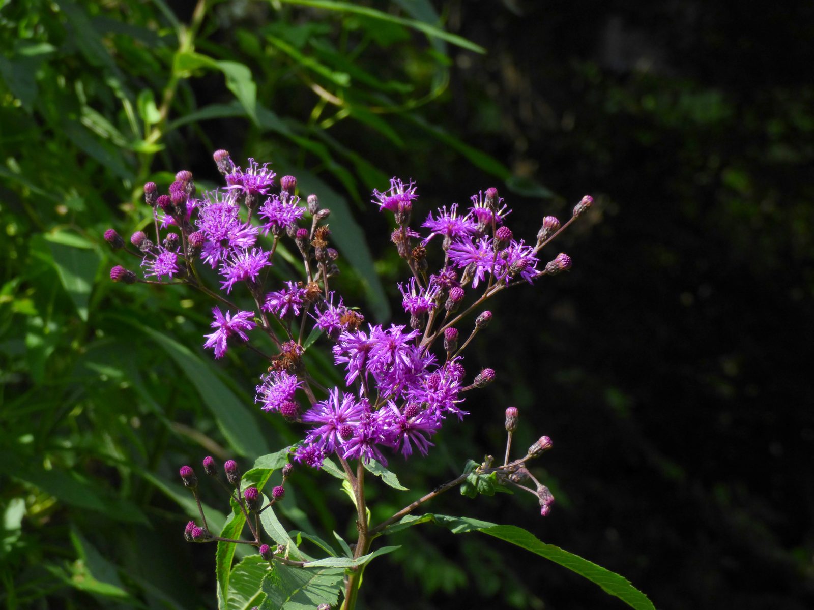 Giant Ironweed (Vernonia gigantea) plant