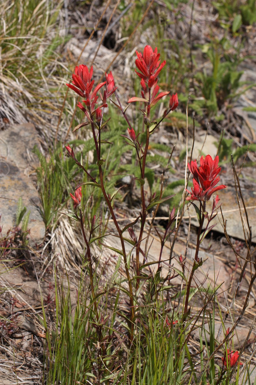 Giant Red Indian Paintbrush (Castilleja miniata) plant