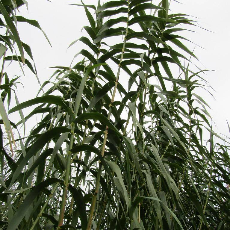 giant reed (Arundo donax) plant — close-up photo